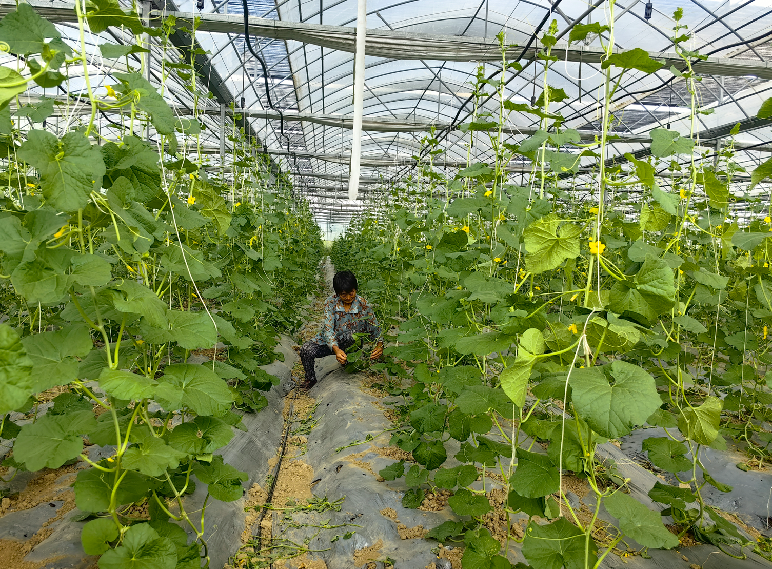 安徽阜阳:鼓了“钱袋子”还能“带孩子”九游体育(图3) 安徽阜阳:鼓了“钱袋子”还能“带孩子”九游体育(图3)