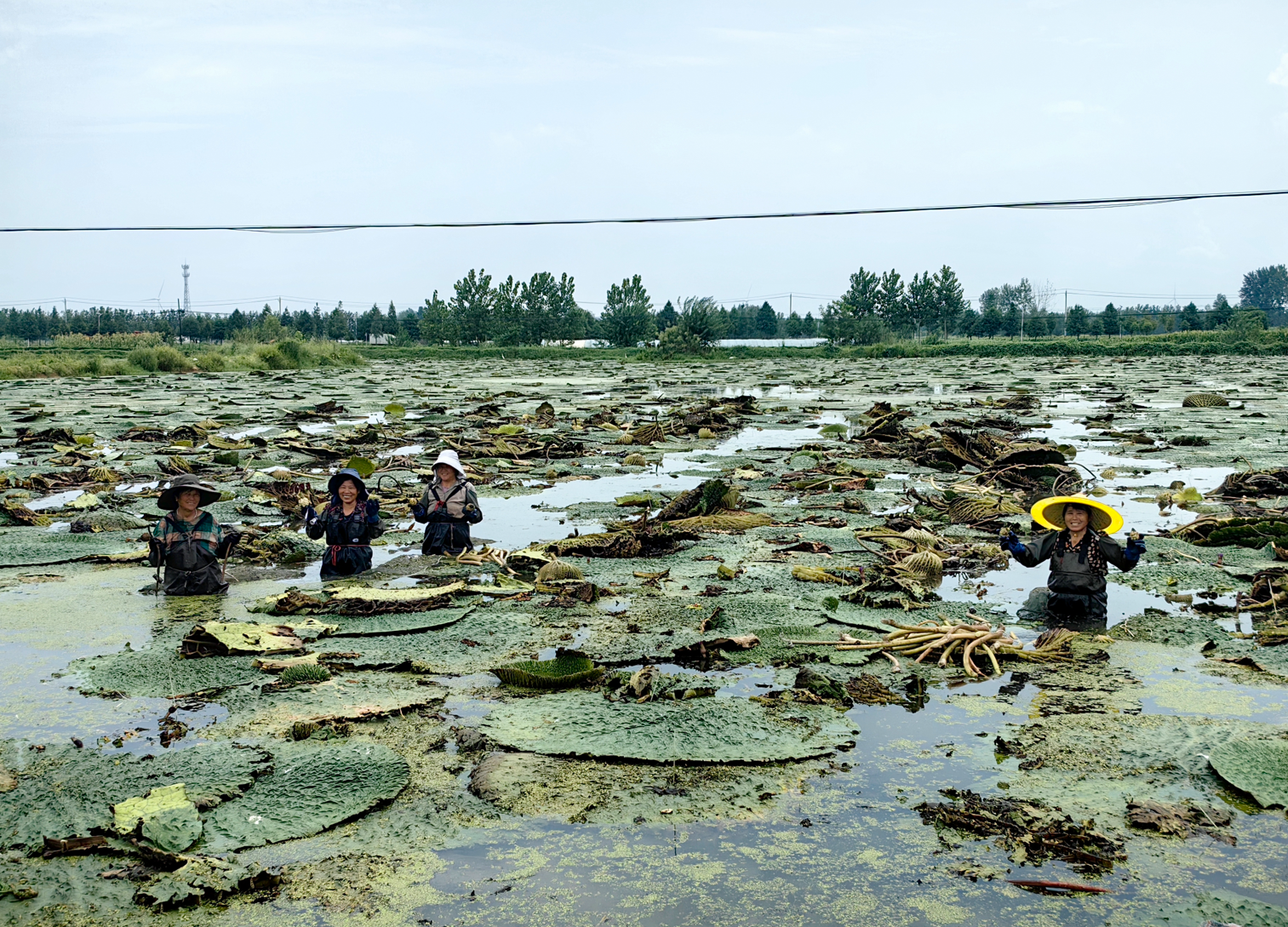 安徽阜阳:鼓了“钱袋子”还能“带孩子”九游体育(图2) 安徽阜阳:鼓了“钱袋子”还能“带孩子”九游体育(图2)